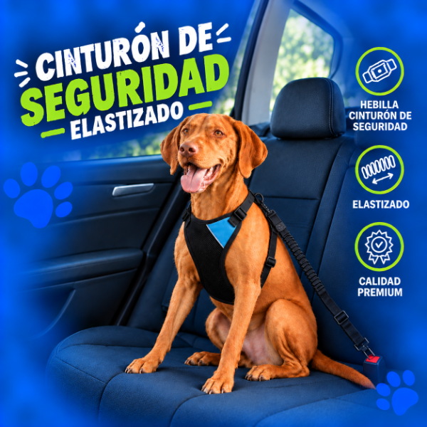 Producto - CINTURON DE SEGURIDAD /  Elastizado - 1