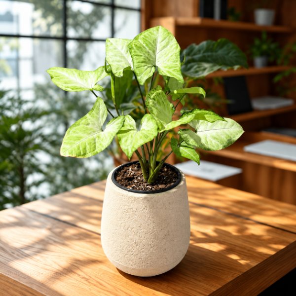 Producto - Syngonium + maceta Mate rotomoldeada beige