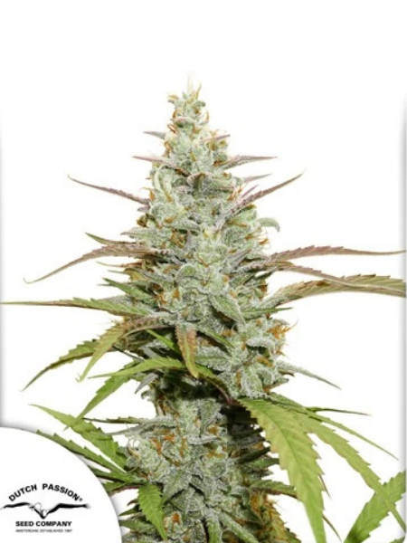 Producto - Mokum's Tulip x3 - Dutch Passion