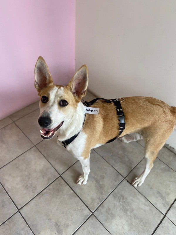 Producto - Pretal Cordura