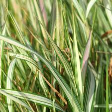 Producto - Phalaris arundinacea "strawberry and cream" 1,5 L - 1