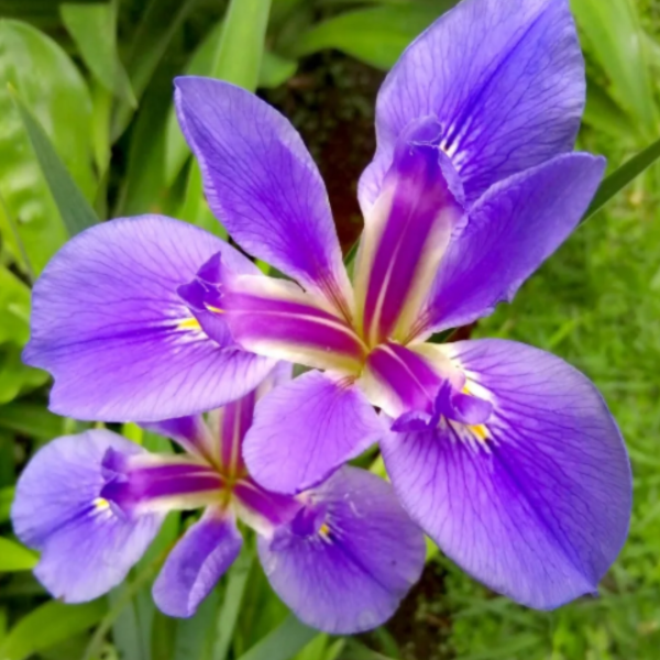 Producto - Lirios de louisiana - Lirios de agua