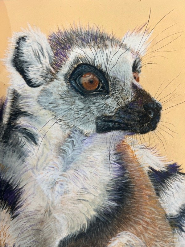 Producto - Lémur en tiza pastel sobre pastelmat - 1