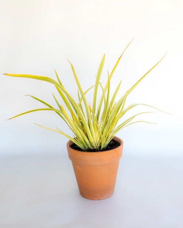 Producto - Phormium Aurea Nana