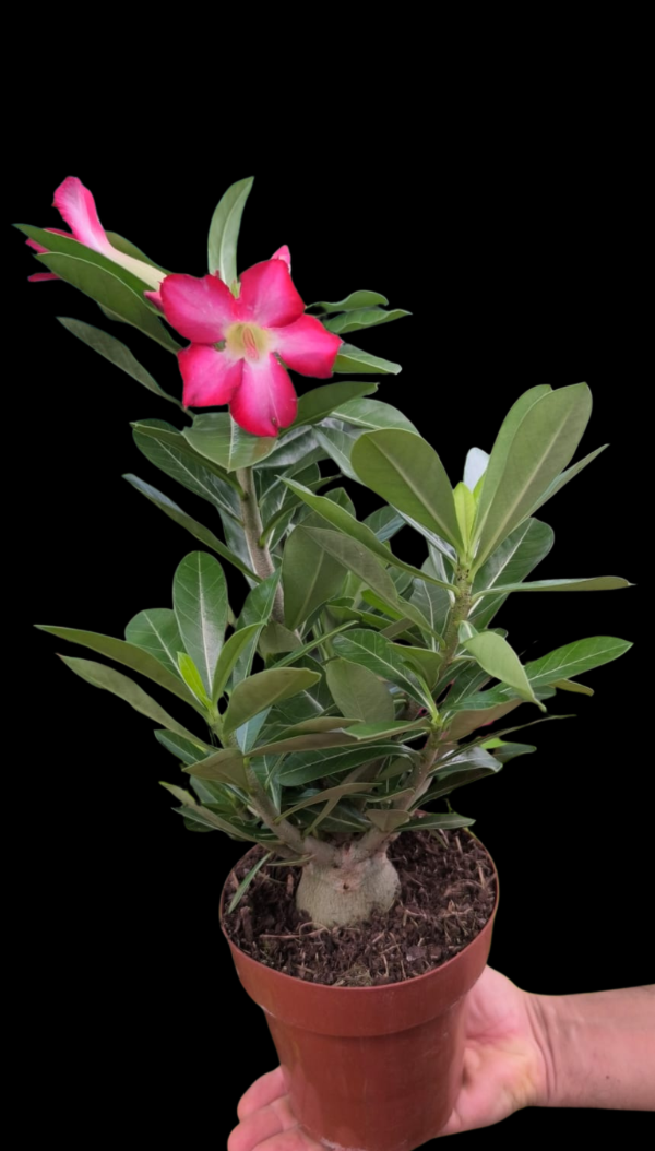 Producto - Rosa del Desierto - Adenium Obesum