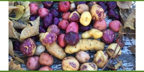 Producto - PAPINES ANDINOS VIOLETAS AGROECOLÓGICOS X 5 KG