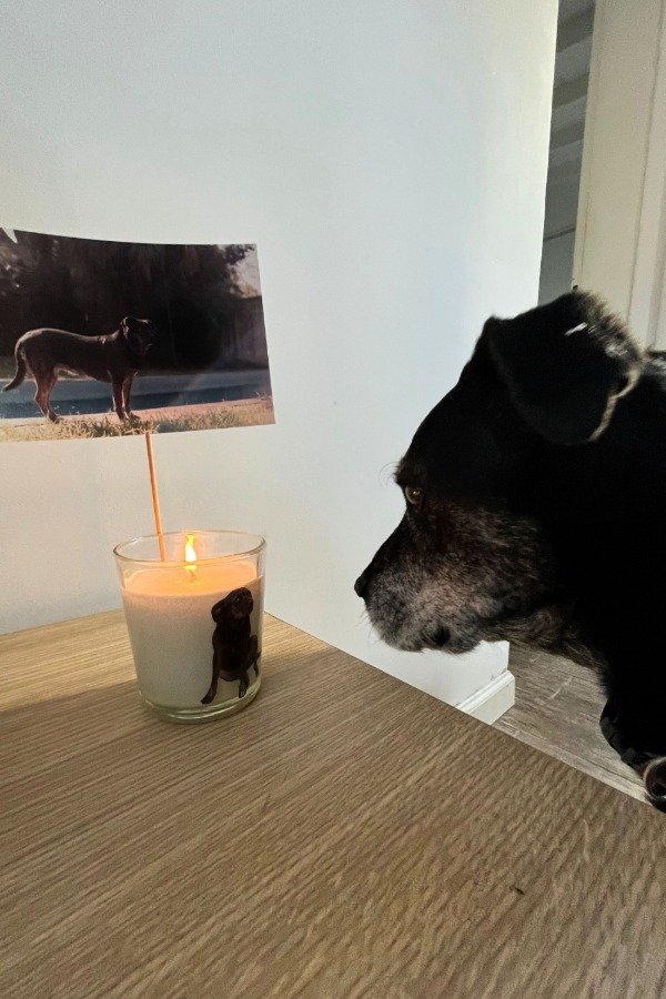 Producto - Velas mascoteras