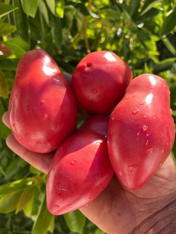 Producto - SEMILLAS DE TOMATE KOZULA 20 SALSA