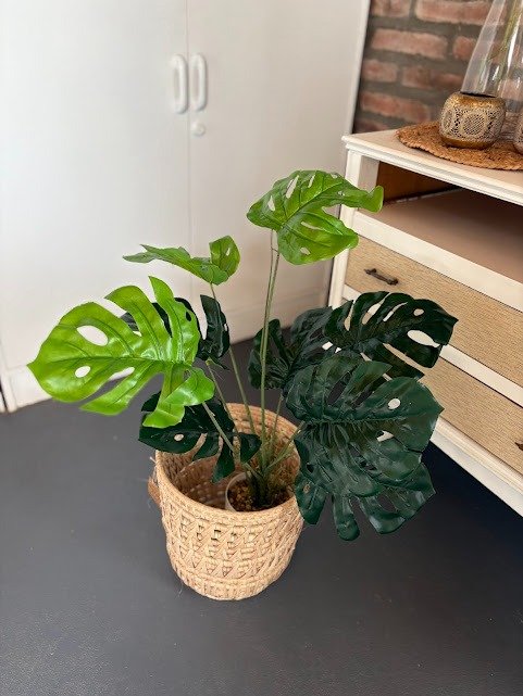 Producto - Planta Monstera