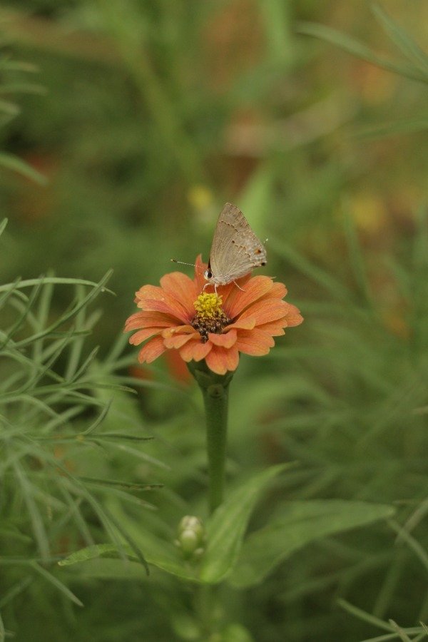 Producto - Combo de Semillas "The Naturalist" - 3