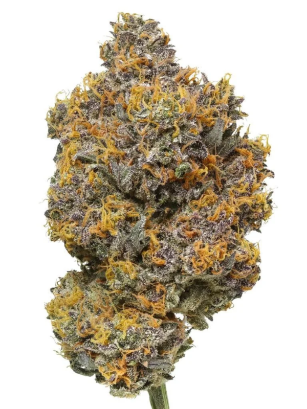Producto - RS11 x3 - ADN Seeds - 1