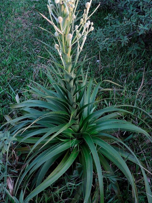 Producto - ERYNGIUM EBURNEUM