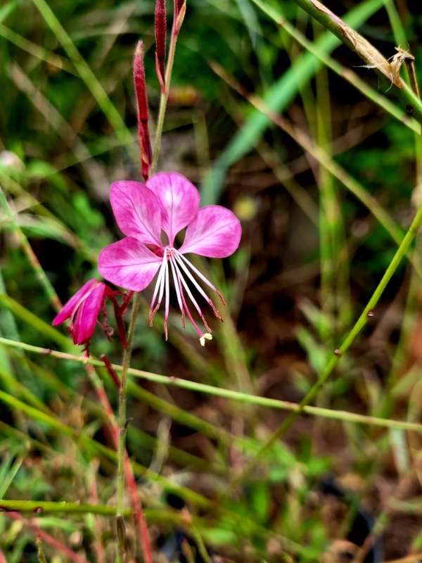 Producto - Gaura Llindheimeri