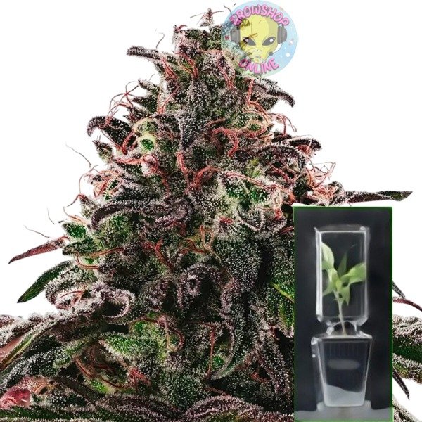 Producto - Esqueje Phantom Cookies x Jamaican ICE - Mamua Phantom Ice