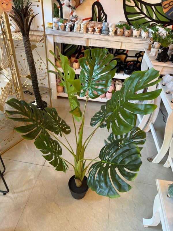 Producto - Planta Monstera 1,10 mts -P10 (Efectivo: 119.920)