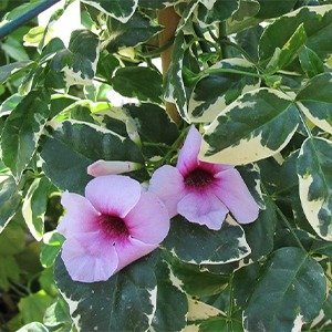 Producto - Pandorea jazminoides variegata (Bignonia blanca)
