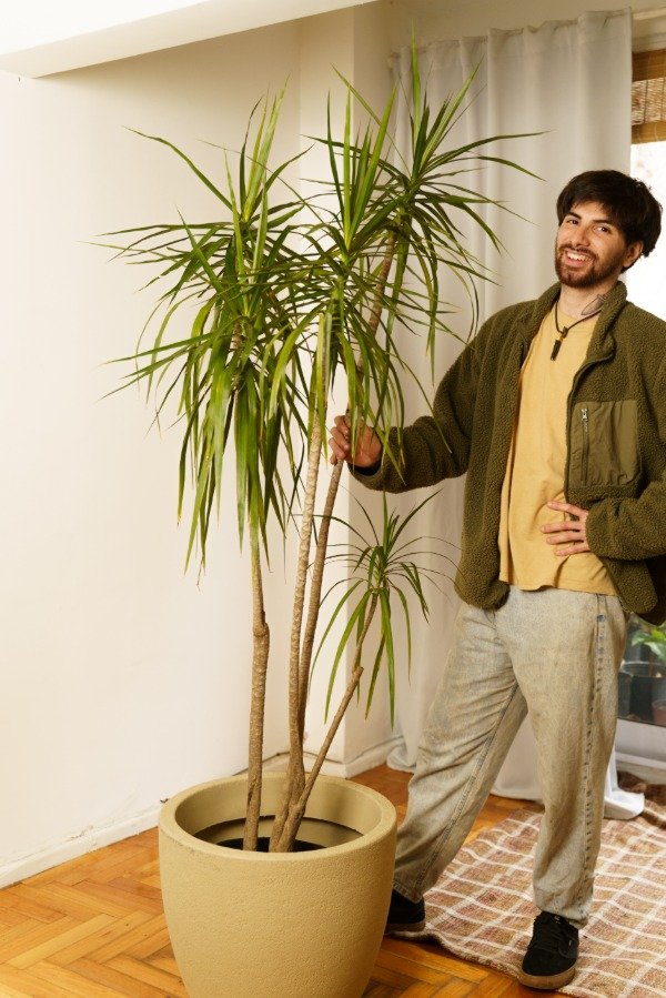 Producto - Dracena Marginata Grande