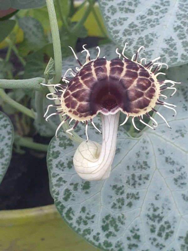Producto - Aristolochia fimbriata - 0