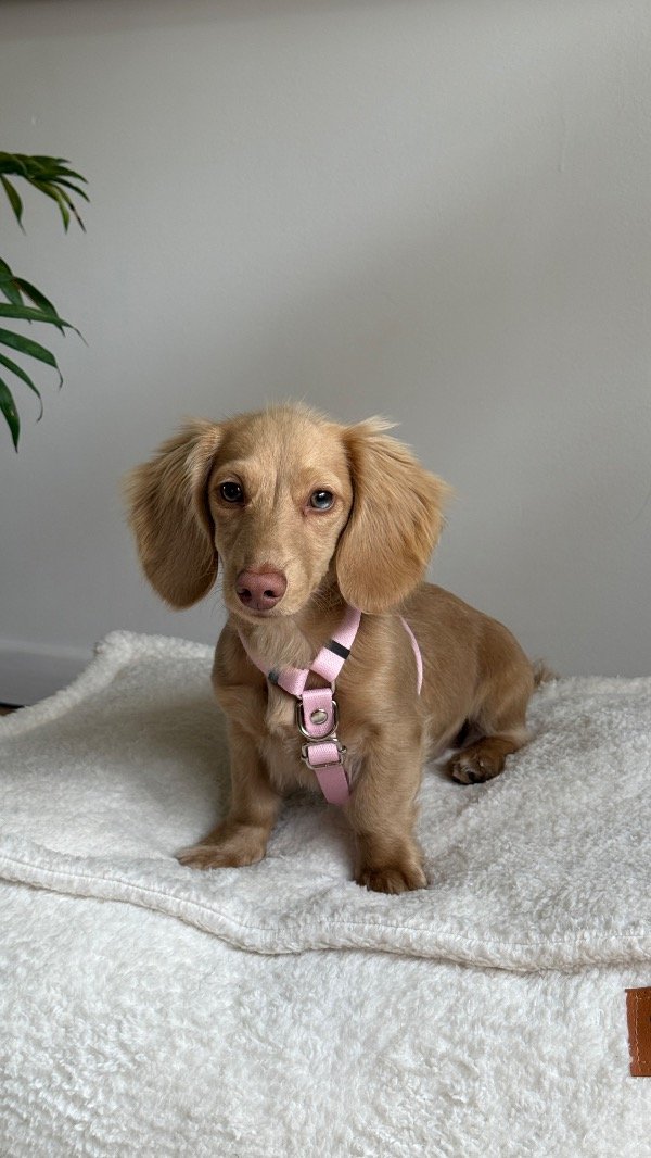 Producto - Pretal H Rosé