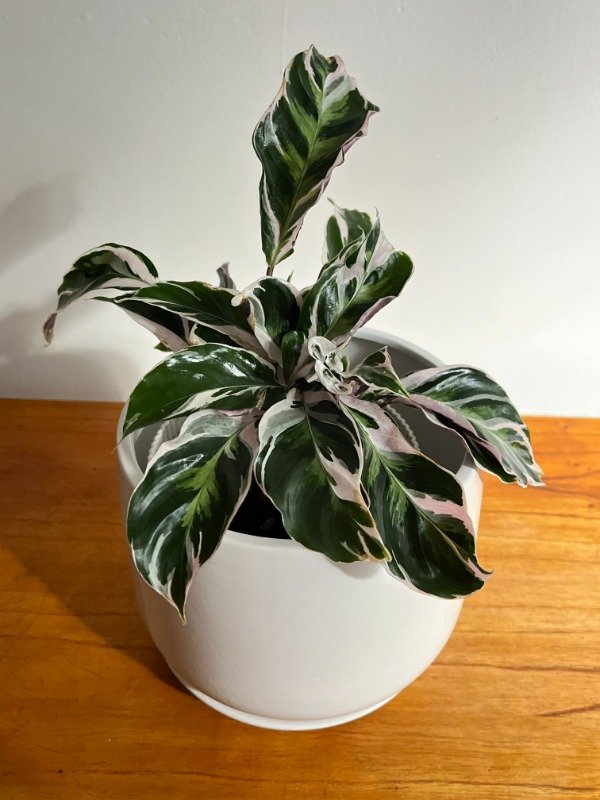 Producto - Calathea White Fusion