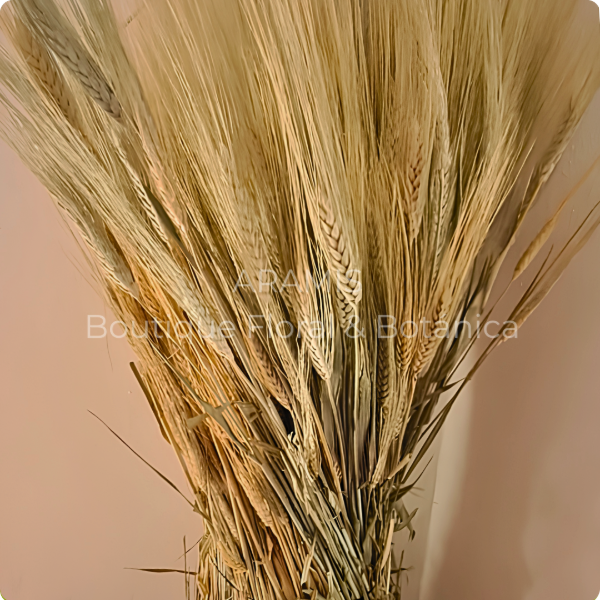 Producto - Fardo Espigas de Trigo I Mayorista - 0