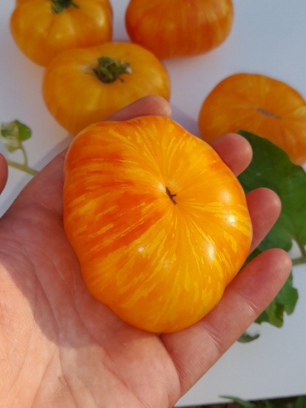 Producto - Tomate Enano Nimu Variegado - 2