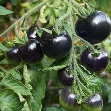 Producto - Tomate dwarf jackass