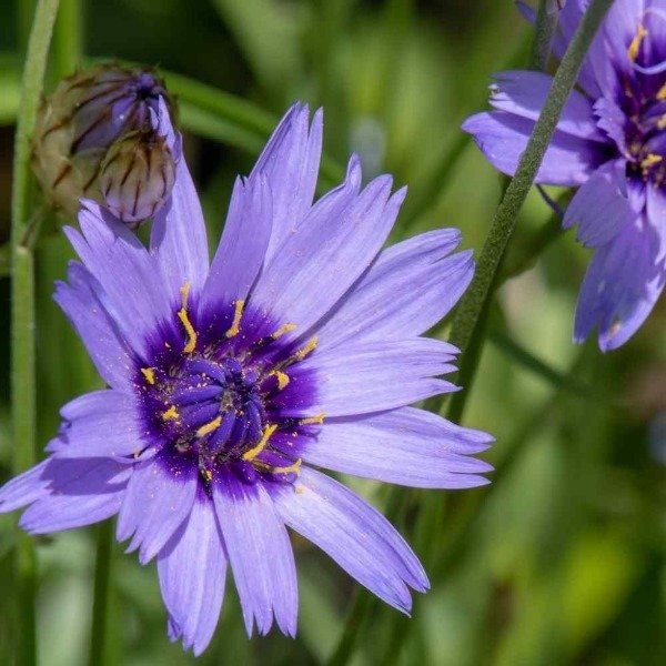 Producto - Semillas De Planta Del Amor Azul