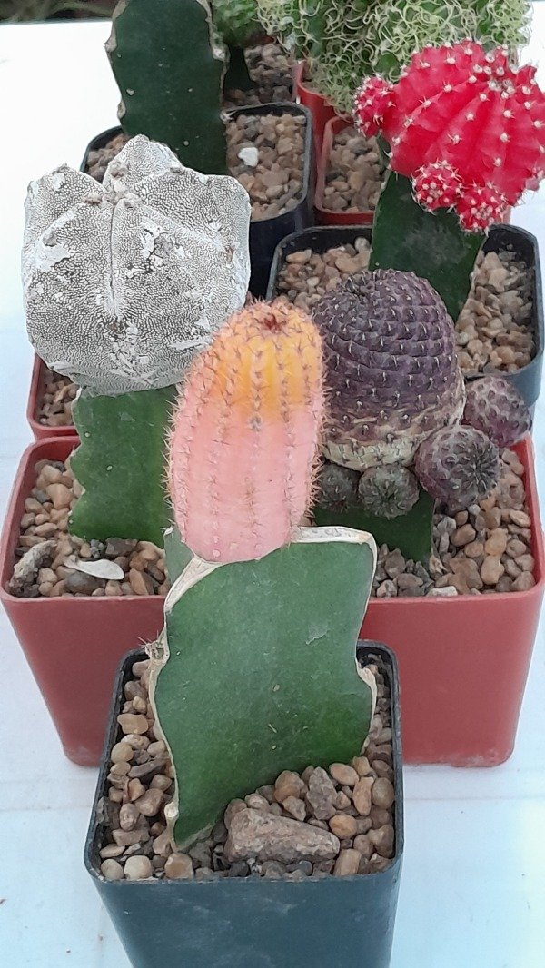 Miniatura de producto - 2