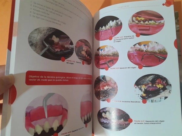 Producto - Amato: Periodoncia en Caninos y Felinos - 3