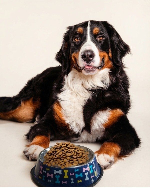 Producto - Comedero para perros grandes en colores y estampados base 29 cm - 0