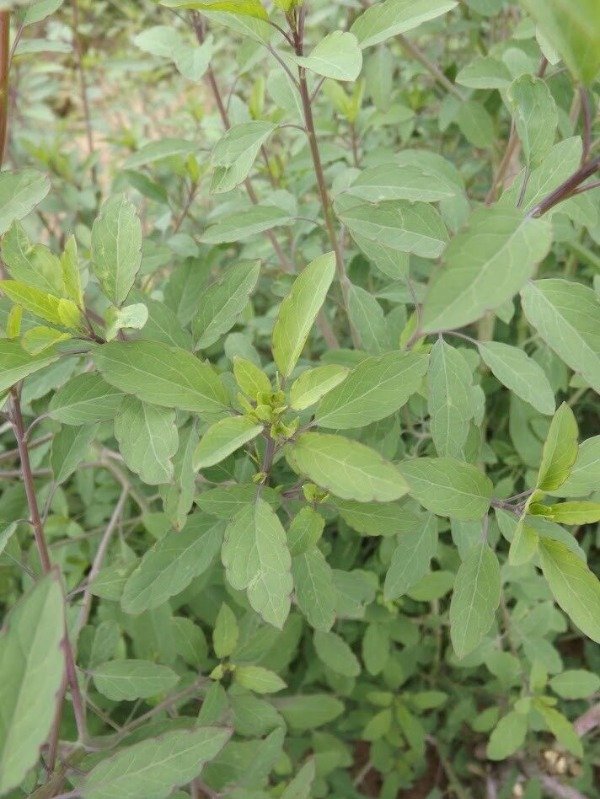 Producto - Quirquiña (Aromática)