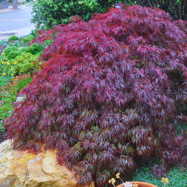 Producto - Acer palmatum Tamuke Yama - 1