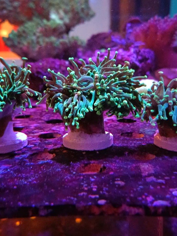 Producto - Euphyilla Torch  Green (por cabeza)