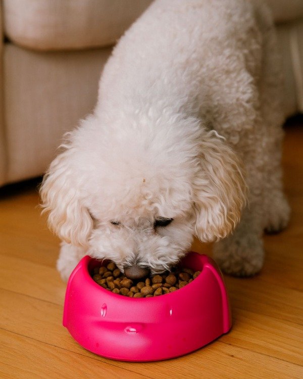 Producto - Comedero para Perros SanRemo (Pequeño)