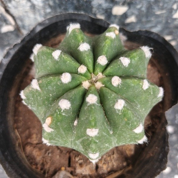 Miniatura de producto - 3