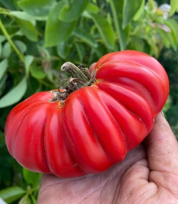 Producto - Semillas de tomate iceber rusian