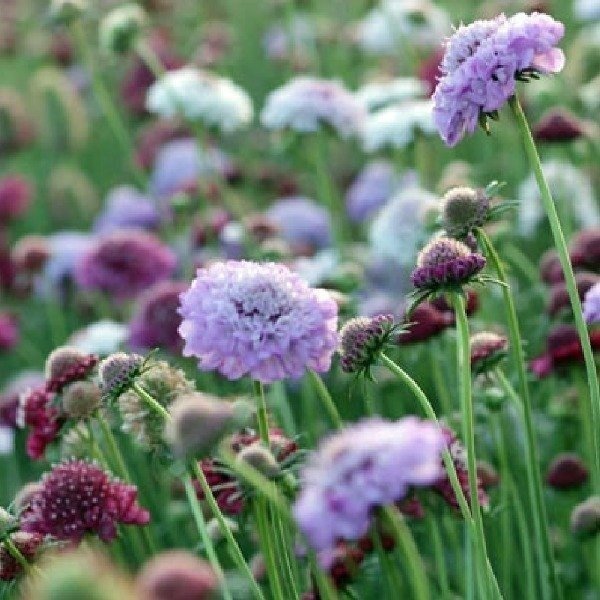 Producto - Escabiosa - mix colores - Scabiosa atropurpúrea