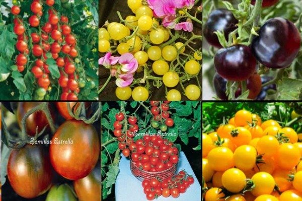 Producto - Combo de Semillas De 6 Variedades de Tomates Cherry