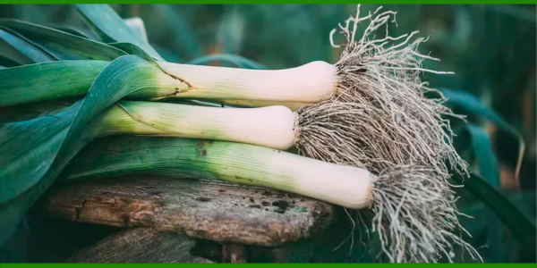 Producto - Puerro agroecológico de La Milpa