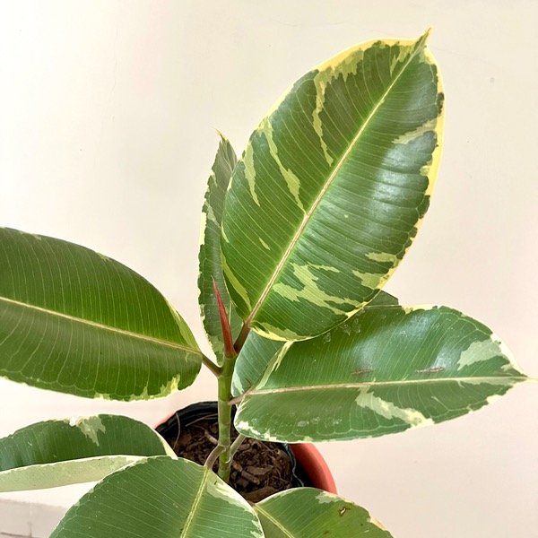 Producto - Ficus Elastica Variegado M Gomero Blanco