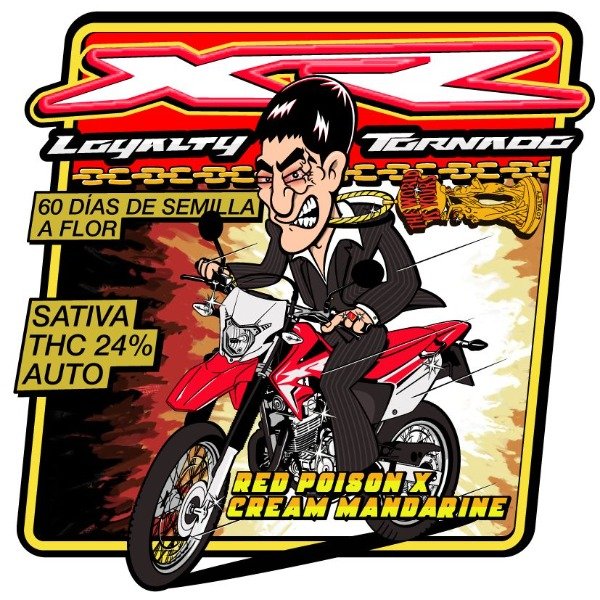 Producto - Tornado XR 250 Auto (Red poison x cream mandarine) x4