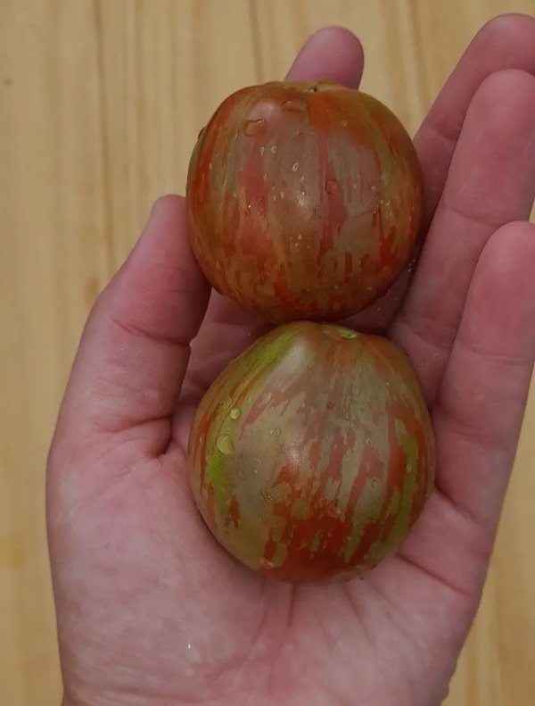Producto - 15 Semillas De Tomate Enano Orion's Belt