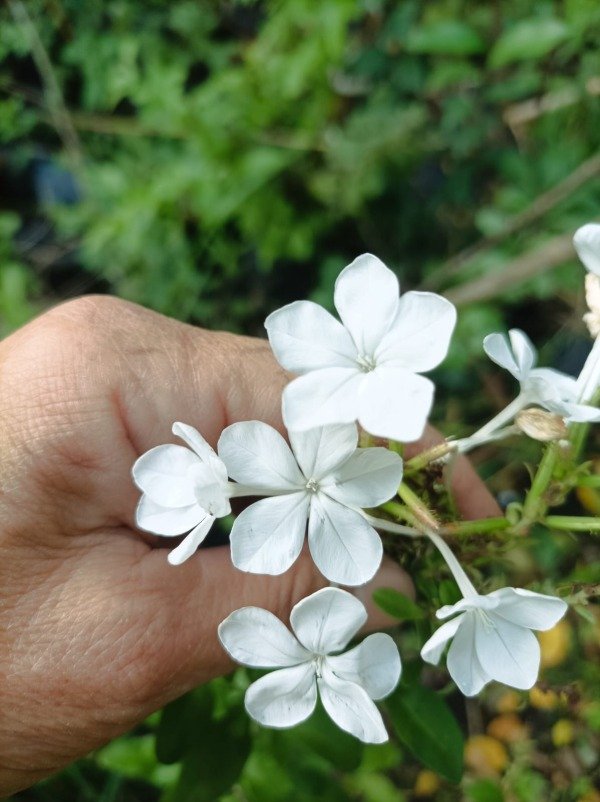 Producto - Jazmín del cielo blanco (Plumbago capensis)