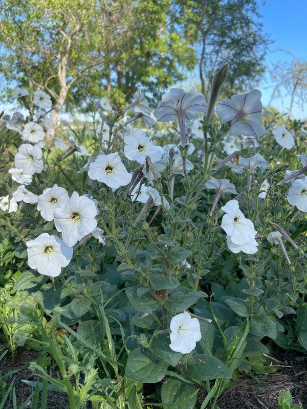 Producto - Petunia axilaris