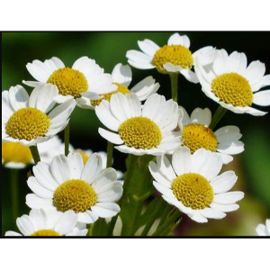 Producto - Manzanilla Flores deshidratadas - 50gr - BIOALMACEN