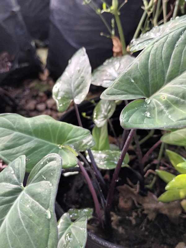 Producto - Colocasia Tallo Rojo - 3