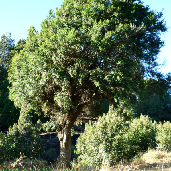 Producto - Azara microphylla (Chin Chin)