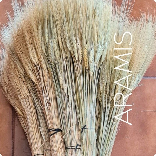 Producto - Espigas de trigo