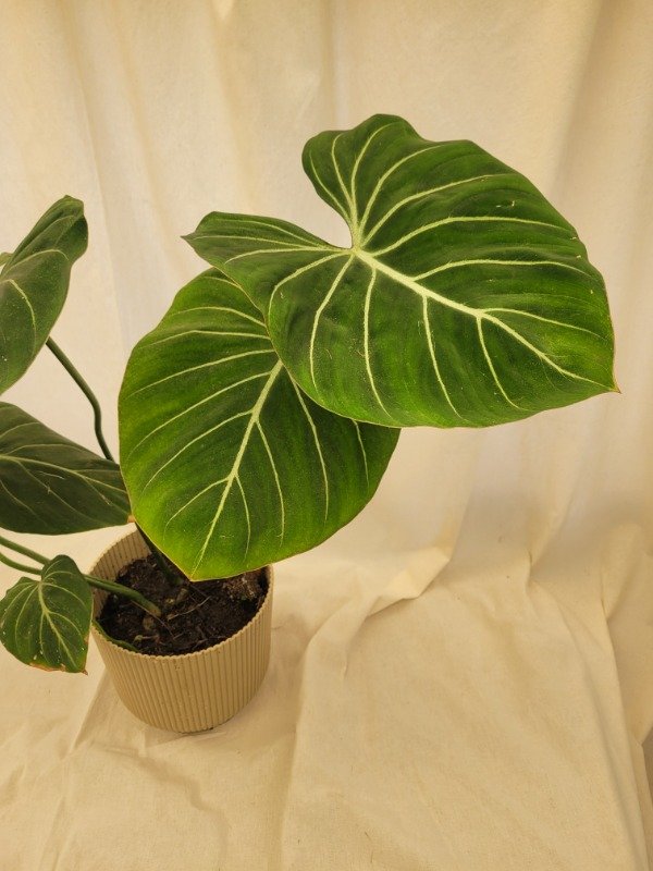 Producto - Philodendron Melanochrysum o Terciopelo Negro + maceta